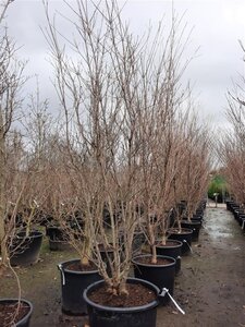 Cornus k. 'Milky Way' 200-250 cm container single