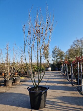 Cornus k. 'Milky Way' 200-250 cm container single - image 6