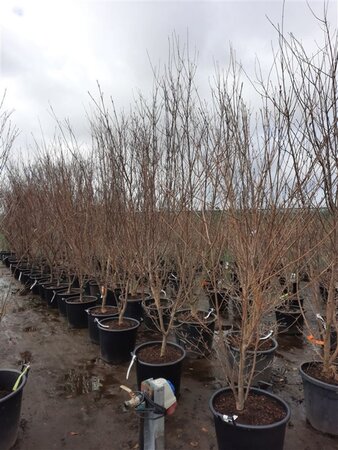 Cornus k. 'Milky Way' 200-250 cm container single - image 2