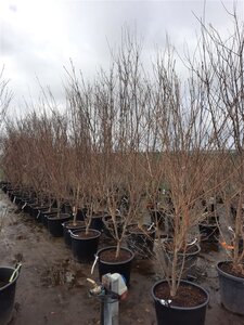 Cornus k. 'Milky Way' 200-250 cm container single - image 2