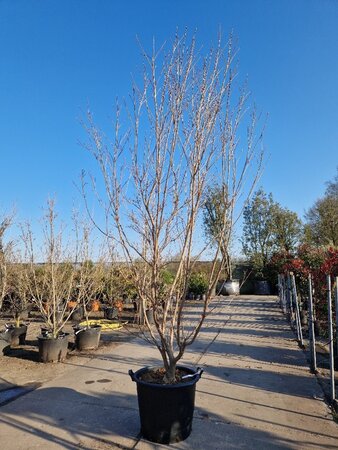 Cornus k. 'Milky Way' 200-250 cm container single - image 3