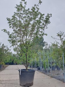 Cornus k. 'Milky Way' 250-300 cm container meerstammig
