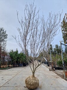 Cornus k. 'Milky Way' 250-300 cm container meerstammig