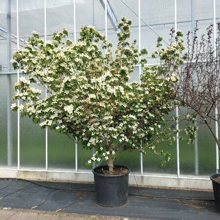 Cornus k. 'Milky Way' 250-300 cm container meerstammig - afbeelding 1