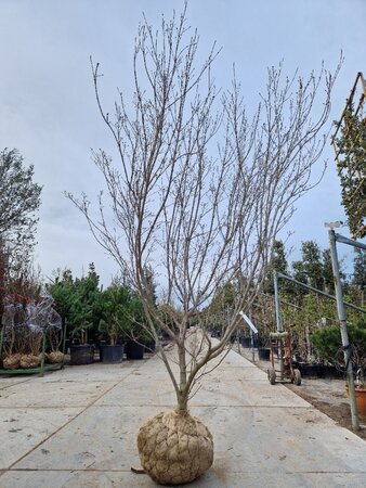 Cornus k. 'Milky Way' 250-300 cm container multi-stem