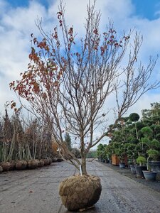 Cornus k. 'Milky Way' 250-300 cm draadkluit meerstammig