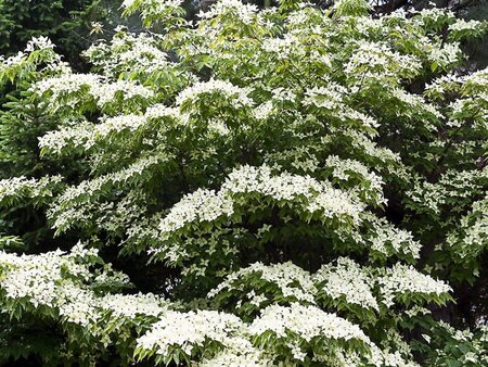 Cornus k. 'Milky Way' 50-60 cm met kluit - afbeelding 2