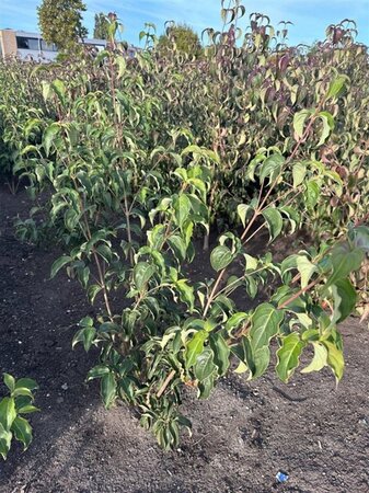 Cornus k. 'Milky Way' 80-100 cm met kluit - afbeelding 4
