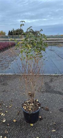 Cornus kousa 100-125 cm met kluit - afbeelding 17
