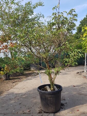 Cornus kousa 125-150 cm container - afbeelding 1