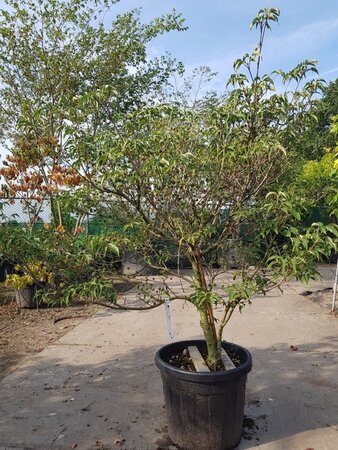 Cornus kousa 125-150 cm container - afbeelding 2