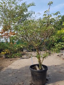 Cornus kousa 125-150 cm container - afbeelding 2