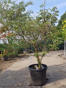 Cornus kousa 125-150 cm container - afbeelding 3