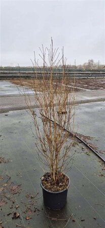 Cornus kousa 125-150 cm met kluit - afbeelding 1