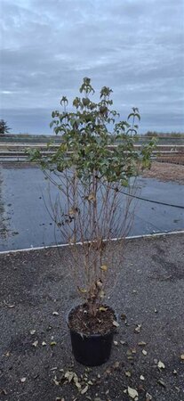 Cornus kousa 125-150 cm met kluit
