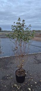 Cornus kousa 125-150 cm met kluit