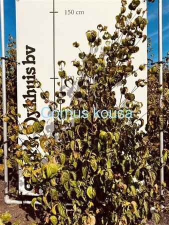 Cornus kousa 125-150 cm met kluit - afbeelding 2
