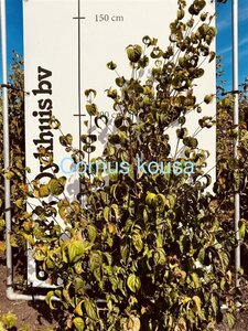 Cornus kousa 125-150 cm met kluit - afbeelding 2