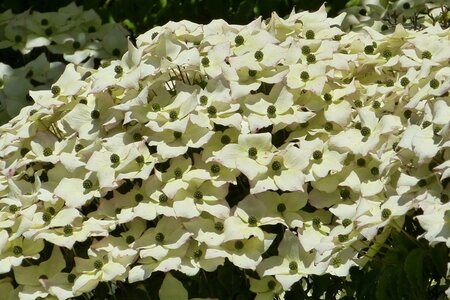 Cornus kousa 80-100 cm met kluit - afbeelding 15