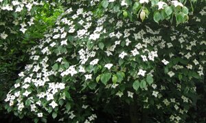 Cornus kousa 80-100 cm met kluit - afbeelding 14