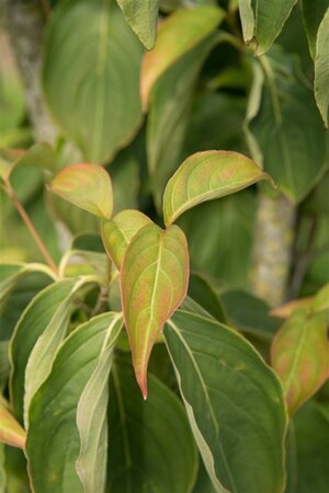 Cornus kousa 80-100 cm met kluit - afbeelding 12