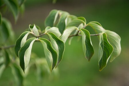 Cornus kousa 80-100 cm met kluit - afbeelding 8