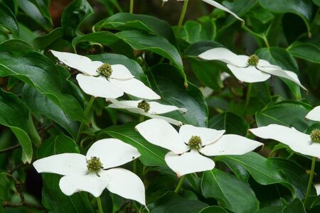 Cornus kousa 80-100 cm met kluit - afbeelding 3