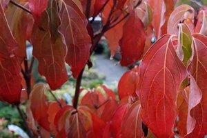 Cornus k. 'Robert's Selectie' 100-125 cm RB - image 2