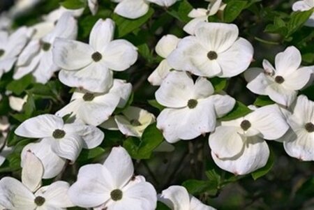 Cornus k. 'Robert's Selectie' 50-60 cm RB - image 3