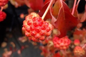 Cornus k. 'Robert's Selectie' 80-100 cm met kluit