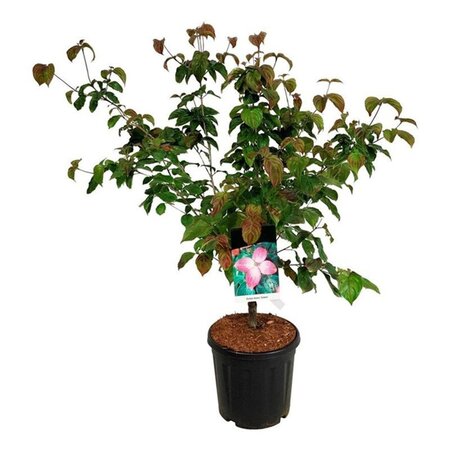 Cornus k. 'Satomi' 100-125 cm cont. 15L - afbeelding 1