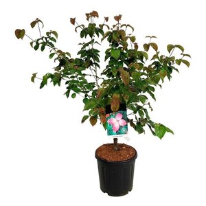 Cornus k. 'Satomi' 100-125 cm cont. 15L