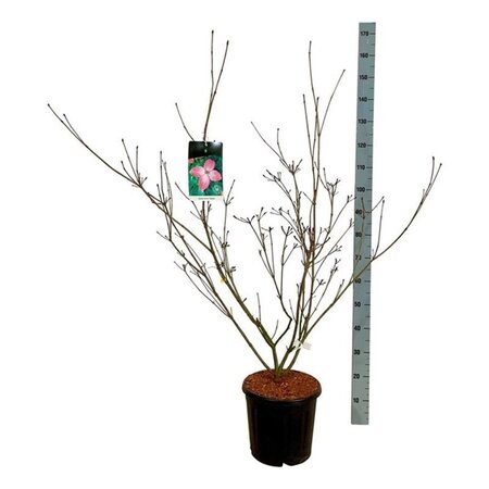 Cornus k. 'Satomi' 100-125 cm cont. 15L - afbeelding 4