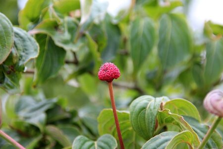 Cornus k. 'Satomi' 100-125 cm RB - image 1