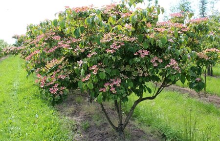 Cornus k. 'Satomi' 80-100 cm met kluit - afbeelding 4
