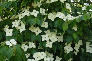 Cornus k. 'Schmetterling' (White Fountain) 100-125 cm RB