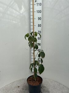 Cornus k. 'Schmetterling' (White Fountain) 60-80 cm cont. 5,0L