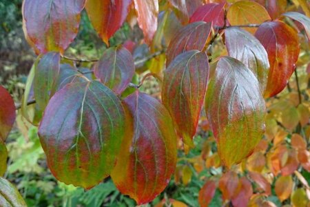 Cornus k. 'Teutonia' 60-80 cm met kluit - afbeelding 1