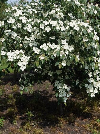 Cornus k. 'Teutonia' 80-100 cm met kluit - afbeelding 2