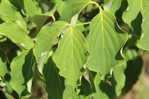 Cornus k. 'Weisse Fontaine' 100-125 cm met kluit - afbeelding 3