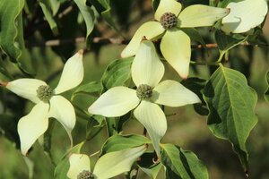 Cornus k. 'Weisse Fontaine' 100-125 cm met kluit - afbeelding 5