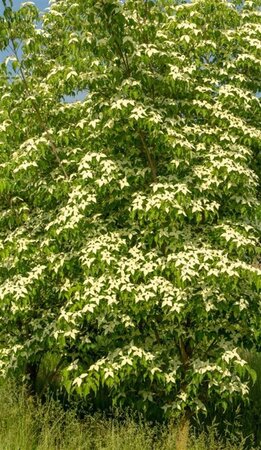Cornus k. 'Weisse Fontaine' 50-60 cm met kluit - afbeelding 1