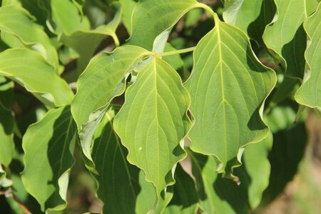Cornus k. 'Weisse Fontaine' 50-60 cm met kluit - afbeelding 3