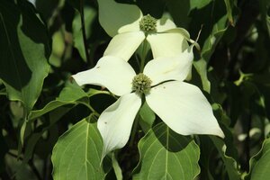 Cornus k. 'Weisse Fontaine' 50-60 cm met kluit - afbeelding 6