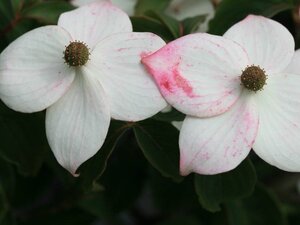 Cornus k. 'Wieting's Select' 125-150 cm met kluit