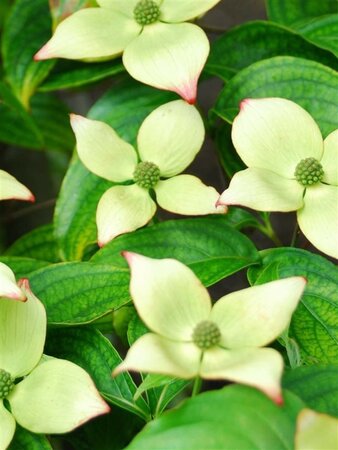 Cornus k. 'Wieting's Select' 125-150 cm met kluit - afbeelding 2