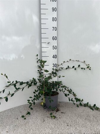 Cotoneaster lacteus 40-60 cm cont. 2,0L