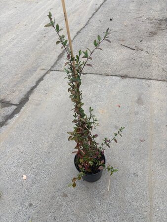Cotoneaster lacteus 40-60 cm cont. 3,0L - afbeelding 2