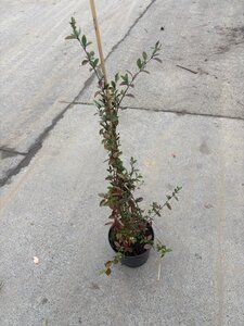 Cotoneaster lacteus 40-60 cm cont. 3,0L - afbeelding 2