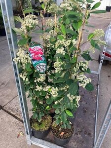 Cotoneaster lacteus 60-80 cm cont. 3,0L - afbeelding 2
